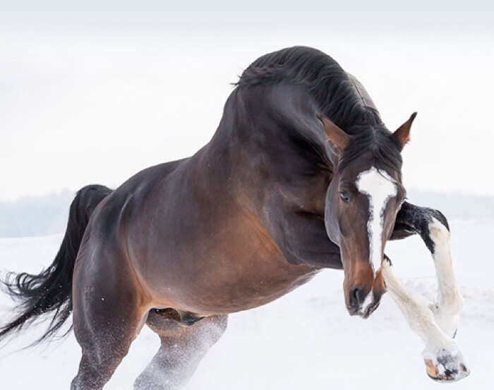 dbm ueber uns unternehmen pferd sprung schnee gesundheit (1)